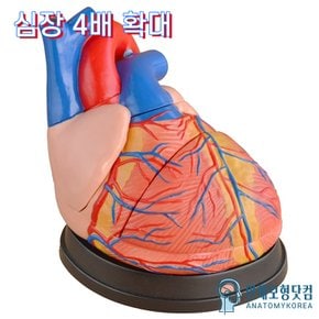 AK 인체해부모형 4배확대 3분리 심장모형 AK-307