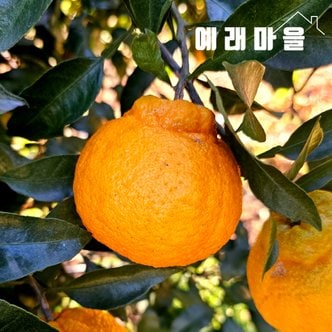 식탐대첩 예래마을 제주 실속형 한라봉 10kg 과수랜덤