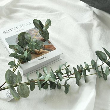 꼬떼따블 유칼립투스 그린 1p 29007