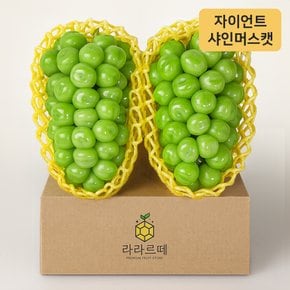 프리미엄 자이언트 샤인머스켓 2입 (개당 750g 이상)