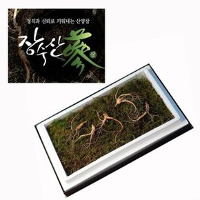 장수가 명초산삼 강원 산양삼 5년근-5주 효도 선물용