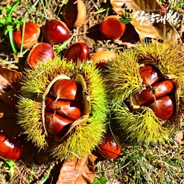 식탐대첩 충남 부여사랑 햇 알밤 특 1kg