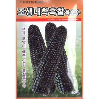 제이큐 씨앗 조생대학흑찰 옥수수 2024 X ( 2매입 )