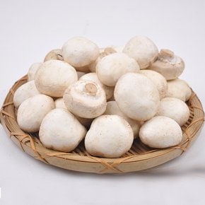 [산지직송] 양송이버섯 못난이 1kg /GAP 인증