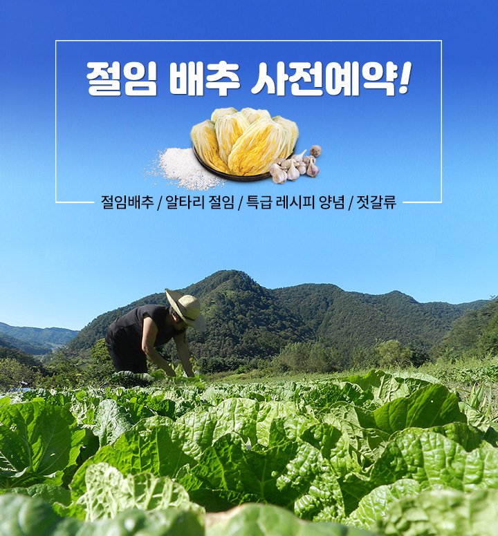 절임배추