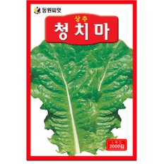  청치마 상추씨앗 2000립