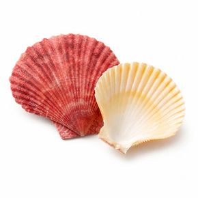 조개껍질 칼라 100g