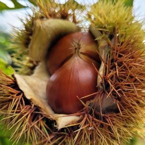공주 알 밤 4kg 대 26년 햇밤 공주밤 공주햇밤 공주밤 햇알밤 생밤 햇단밤 공주  (S41932225)