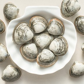 [오늘의바다] 동죽 1kg