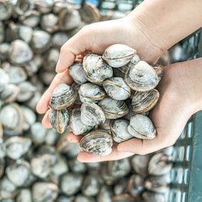 [오늘의바다] 동죽 1kg