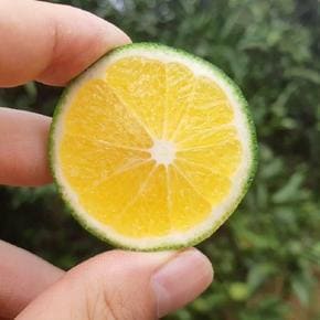 [산지직송] 제주 서귀포 청귤 풋귤 4.5kg 혼합과