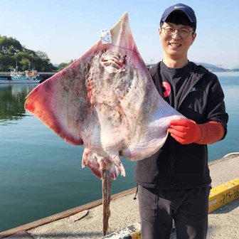 파인밀 저온숙성 국내산 목포 홍어  1kg / 숙성도 선택가능 (홍어 애 증정) 진공포장