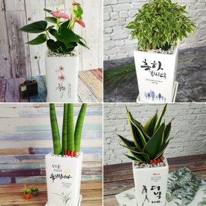 화분이야기 승진축하 개업/영전/생일/이사 축하선물로 좋은 캘리그라피 메세지화분+개별인쇄 공기정화식물