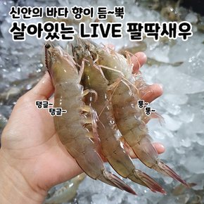 23년 출하 산지직송 신안 활새우 1kg 새우구이 국산새우 26-35미