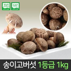 [산지직송] 송이고버섯 1등급 1kg /당일수확