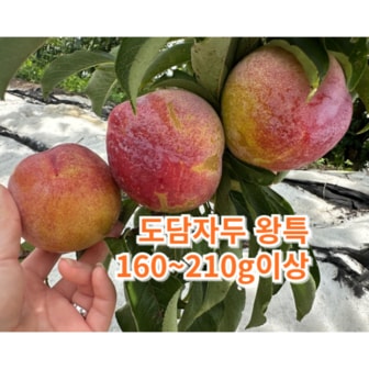 경북고향장터 사이소 [우제과일농장]새콤달콤 도담자두 의성자두 3kg 왕특 160g이상 18과이내