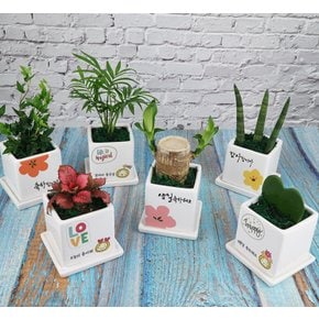 [공기정화식물 랜덤] 고민없는 화분 무료배송 미니화초 축하선물