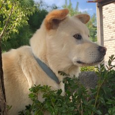 코코방스 강아지 고양이 인식표 이름표 네임택 가죽 각인 면줄 L바탕체 목걸이