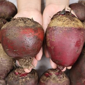 국내산 고당도 레드비트 햇 비트 5kg
