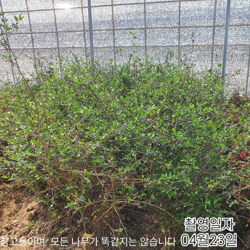 추가이미지