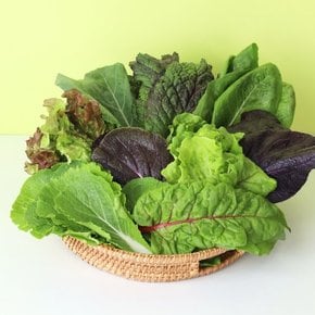 당일수확 GAP인증 친환경 유기농 모듬 쌈야채 쌈채소 1kg(4-6종 랜덤)