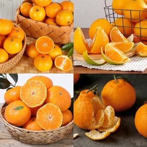 [제주파머스마켓] 제주 노지감귤/타이백감귤/황금향 50종 (제주직송)