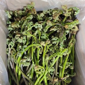 [오늘의채소] 자연산 생 고사리 3kg