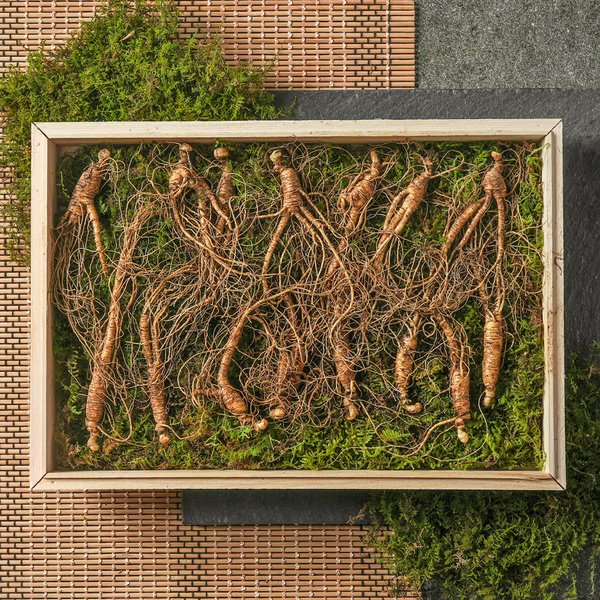 강원도 산이키운삼 7년근 진품 산양삼 15뿌리 세트