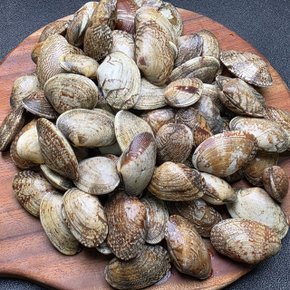 남해안 왕바지락 1kg