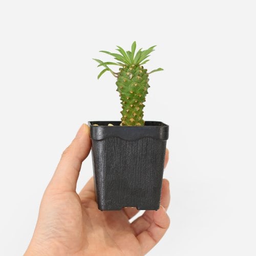 상품이미지5