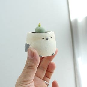 키우시쉬운 아프리카 식물  코노피튬 칼큘러스  희귀 반려 식물 오목눈이 화분
