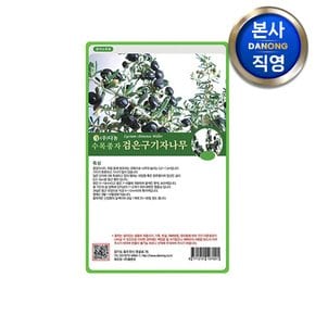 검은구기자 나무씨앗 1kg . 식물 수목 씨 종자