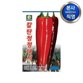 칼탄청정대지 고추 씨앗 1200립 . 대과종 다수확 탄저병 내병계 품종 씨 종자