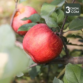 경북 꿀 못난이 홍로 사과 가정용 흠과(소) 3kg