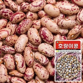 호랑이콩 씨앗 (30g)  채소씨앗 야채씨앗 완두콩씨앗