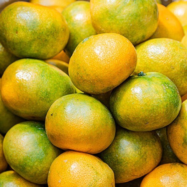 산지직송 극조생 조생감귤 대과 (실중량 2.5KG)