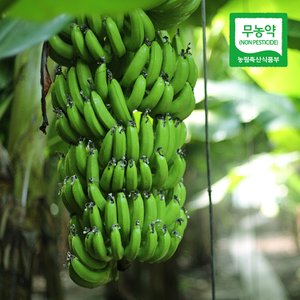 친환경팔도 [산지직송] 제주 김순일님의 무농약 바나나 5kg