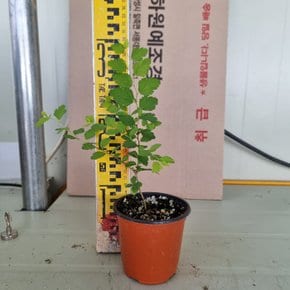 조팝나무 묘목 (당조팝) 포트묘