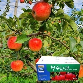 st푸른농원 껍질째 먹는 주왕산 청송 꿀 사과 세트 5kg 19-20과