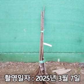 착한가격 나무생각 / 체리나무 / 라핀 / 접목1년 / 1등묘