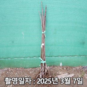 착한가격 나무생각 / 체리나무 / 라핀 / 접목1년 / 1등묘