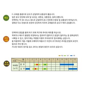 스타 대파씨앗 80g F1종자