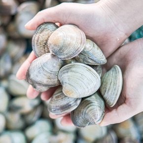 [오늘의바다] 백합조개 (백상합) 1kg