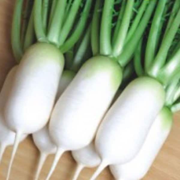 확대된 대표 image1