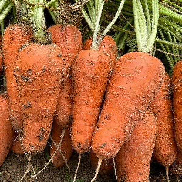 국내산 당근 2kg (특)