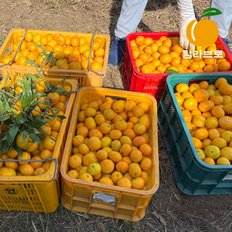 [탐라브로] 제주 노지 감귤 특상품 3kg (소과/3S-꼬마)