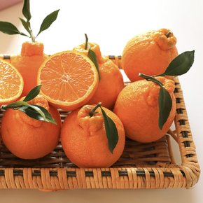 [대진작목반] 제주 한라봉 2kg+2kg(7-10과*2) 가정용 벌크