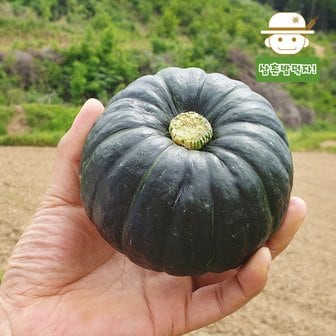  [삼촌농장] 무농약 미니 단호박1kg 미니밤호박 보우짱