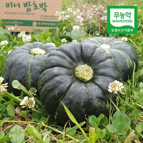 [삼촌농장] 무농약 미니 단호박1kg 미니밤호박 보우짱