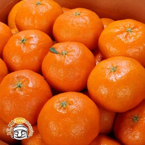 조은돌담 제주 레드향 1.5kg (실속형, 4-6과)